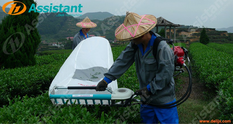 Backpack Type Srilanka Tea Leaf Harvester Plucking Picking Machine China Supplier 4C-S