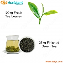 25 kg de té verde acabado 100 kg de té verde fresco que procesa la máquina de producción