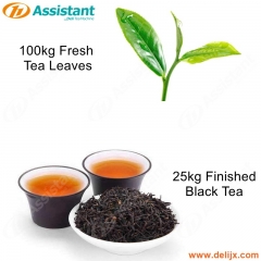 La máquina de procesamiento de hojas de té frescas de 100 kg para té negro terminado de 25 kg