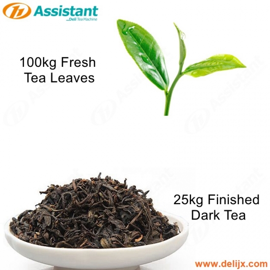 100 kg de hojas de té frescas para procesar 25 kg de máquinas de producción de procesamiento de té oscuro acabado